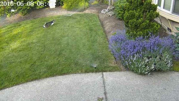 cat-detected-2
