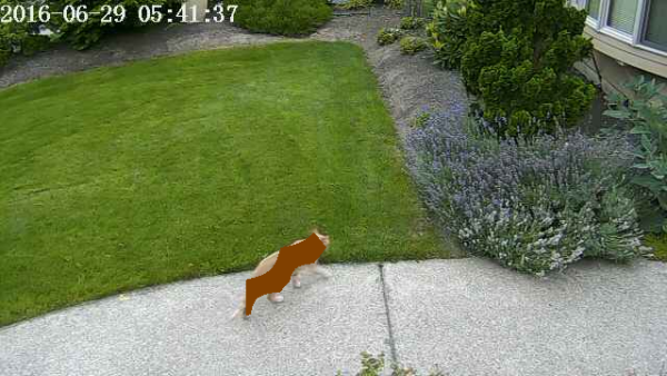 cat-detected
